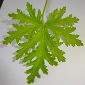 Leaf of Mosquito Plant photo